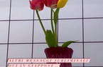 FOTO – Instagram, dal Giappone dedica di Sarah Felberbaum a De Rossi: fiori giallorossi per il tecnico